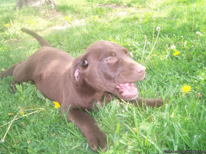 chocolate lab puppy - Price: 300.00