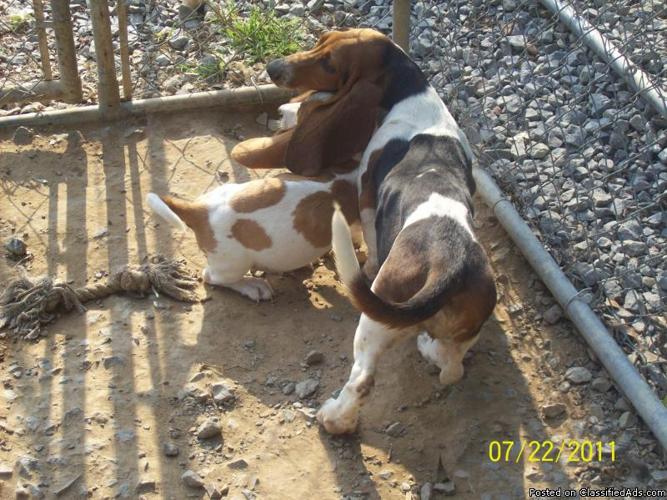 ckc basset hound puppies - Price: $300.00