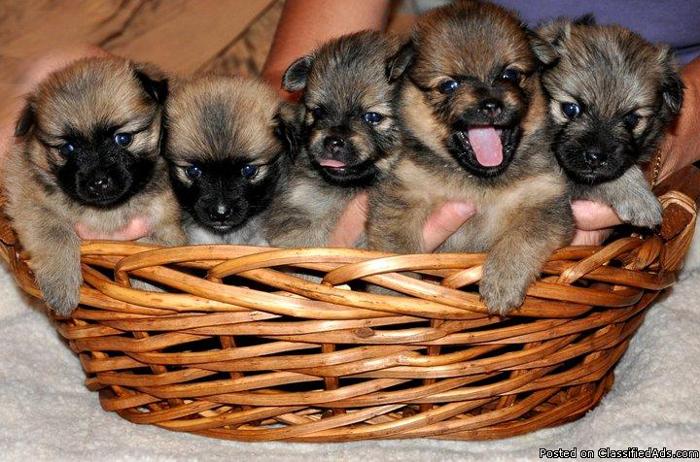 CKC Pomeranian Puppies - Price: 500.00