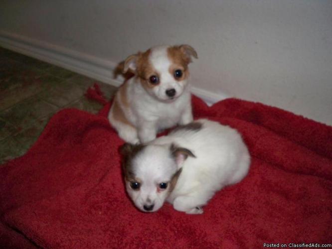 CKC Registered Chihuahua puppies 11wks old (reduced) - Price: 300.00