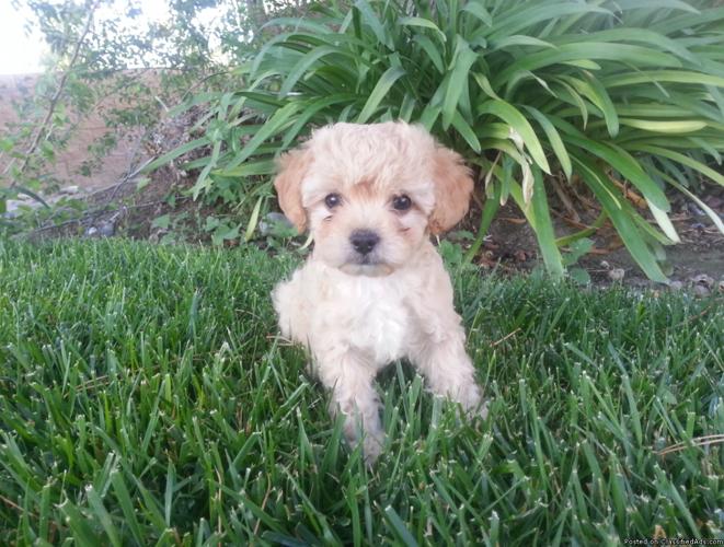 cockapoo Puppies for sale