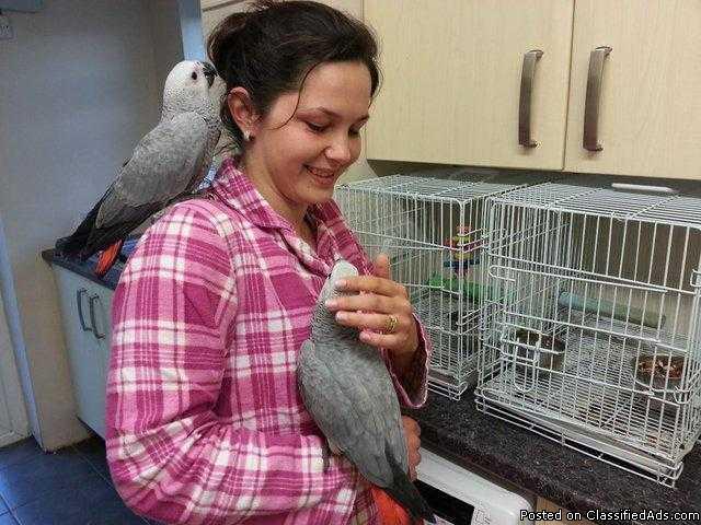 Congo African grey paired for sale
