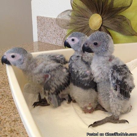 Cute african grey parrots