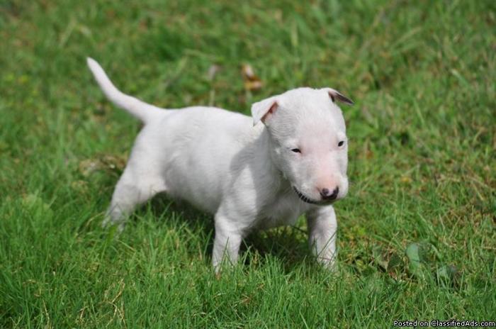 Cute Bull Terrier Puppies available