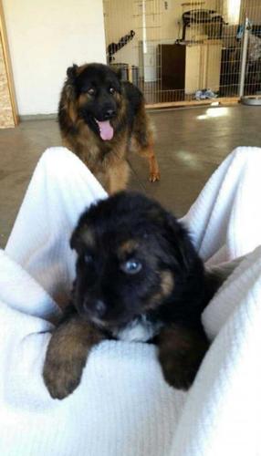 *Cute Four GERMAN SHEPHERD puppies for sale