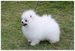 cute pomeranian puppies for rehoming