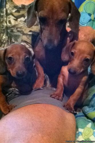 Dachshunds for sale