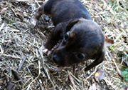 Daschunds for sale