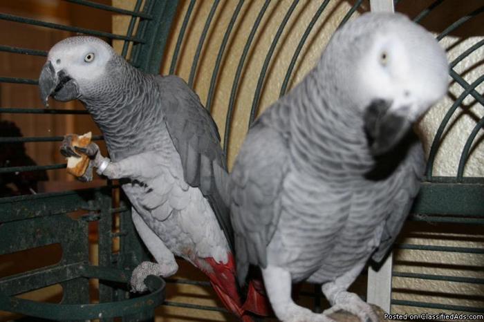 DNA Tested Talking Congo African Grey Parrots