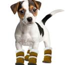 Dog Boots - Price: 19.99 - 29.99