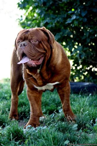 Dogue de Bordeaux AKC CH sired puppies available