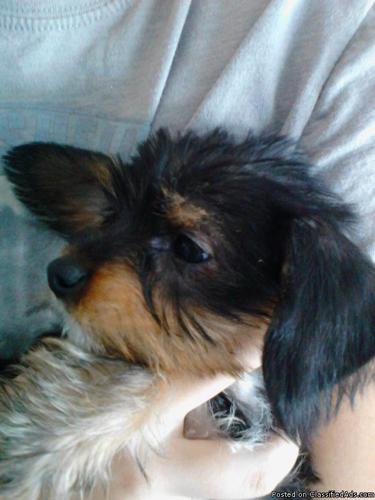 Dorkie puppies for sale