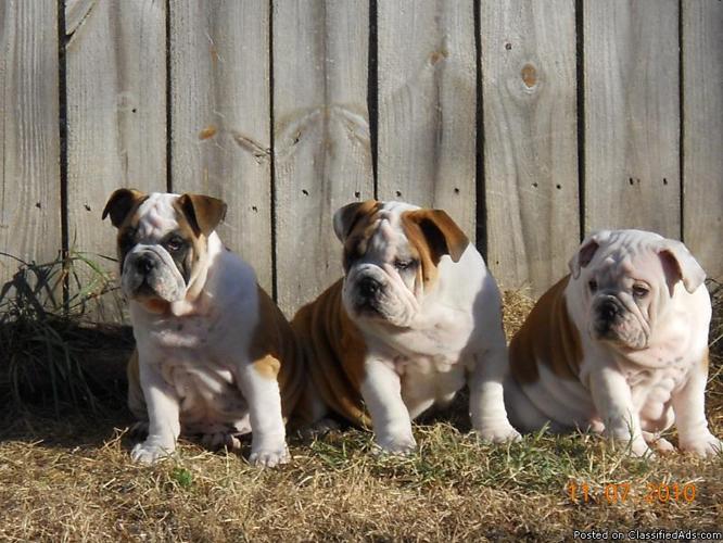 English Bulldog Puppies - Price: 1,500.00