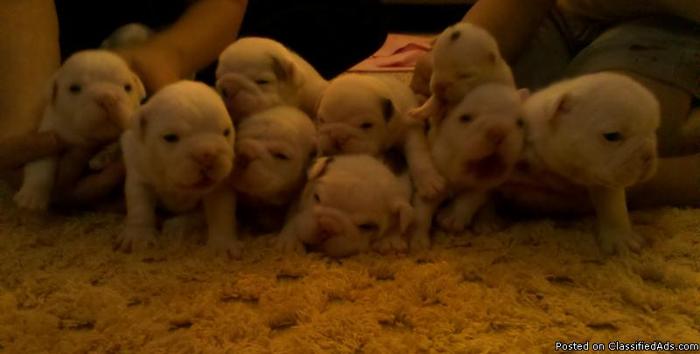 English bulldog puppies,Born March 29th (AKC) - Price: 1,900