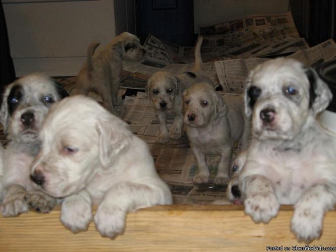 English Setter Puppies Price 200 For Sale In Holcombe Wisconsin Your City Ads