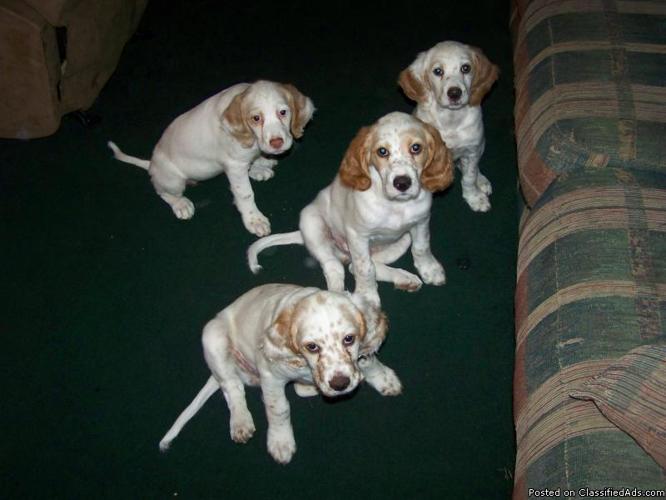 English Setter Puppies - Price: $350.00 for sale in ...