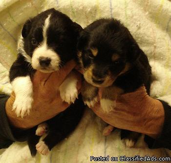 English Shepherd Puppies For Sale - Price: $250 to $400.