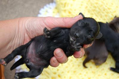 Excellence in Mini Schnauzers*~*Litter Born July 13, 2014 Black Female Available