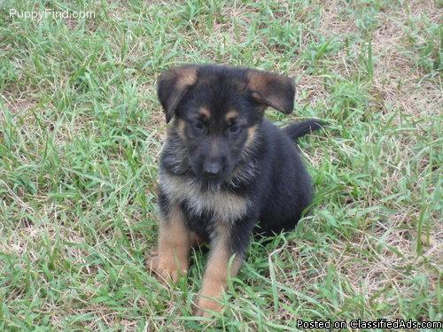 Family raise Gernamn Sherpard puppies for sale