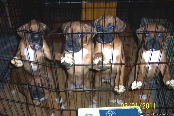 Fawn Boxer Puppies - Price: $300.00 and $350.00
