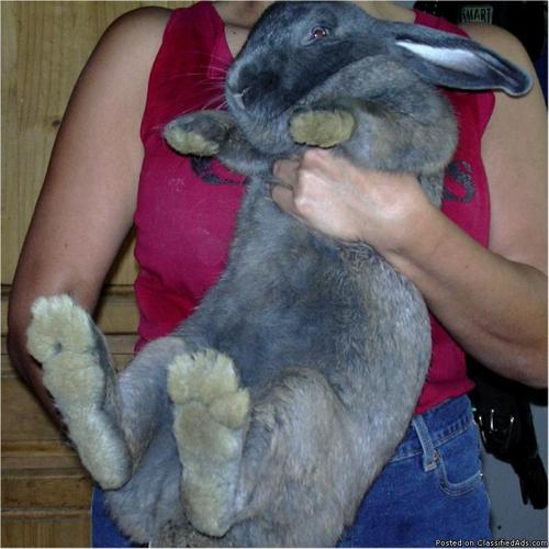 Flemish Giant Rabbits - Price: $25 and up