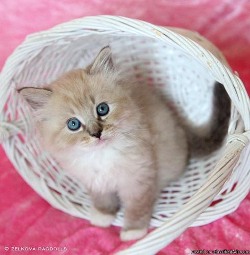 Fluffy Purebred Mink Ragdoll Kittens - Price: $800