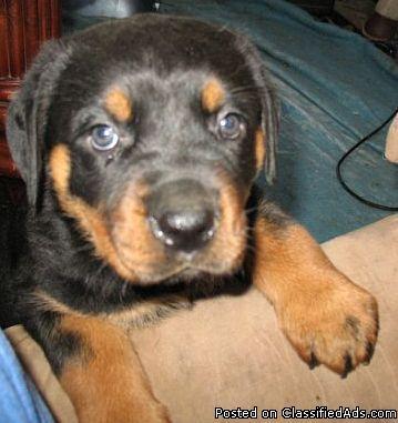 For Sale 8 week old Rottweiler Puppies born 6/28/2014