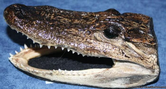 For Sale Alligator Heads 3 sizes cheap! - Price: 15.99