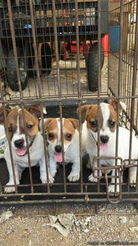 for sale three female full blood jack russell puppies