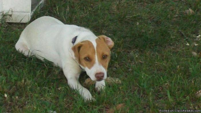 Free Jack Russell - Price: 00.00