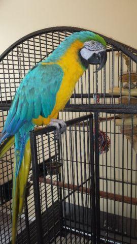Friendly Blue And Gold Macaw Bird For Sale