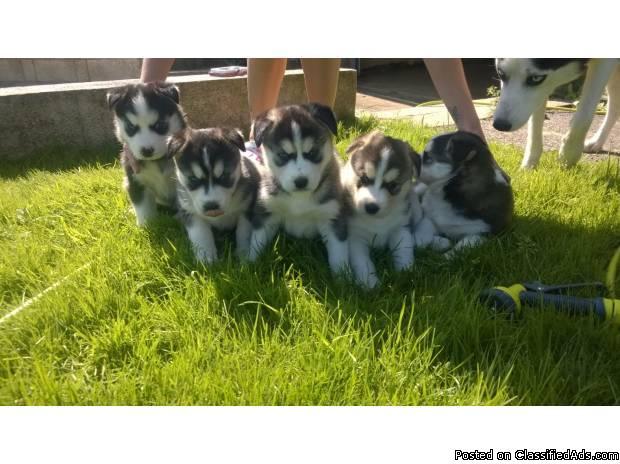 friendly siberian husky puppies for adoption