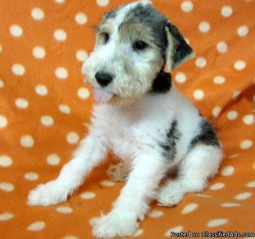Friendly Wire Fox Terrier Puppies For New Home