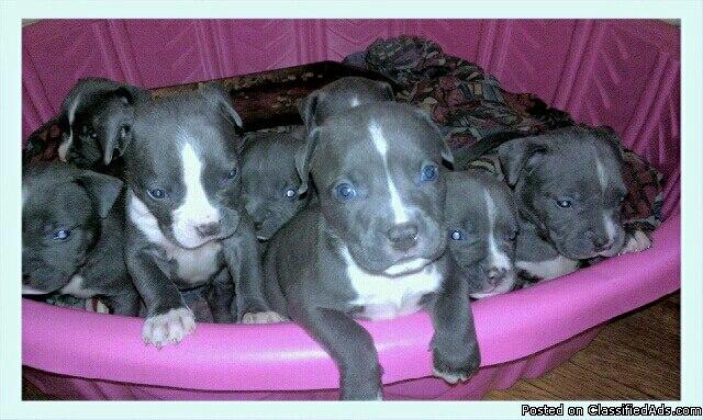 full blood blue pitts - Price: $500