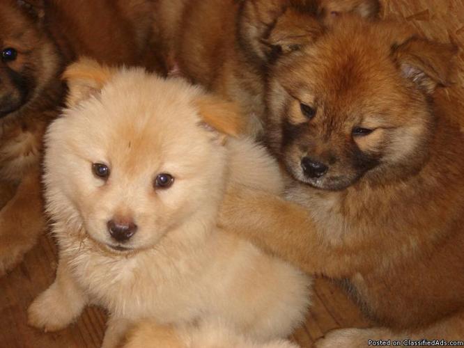 Full blooded chow puppies Price 250 for sale in