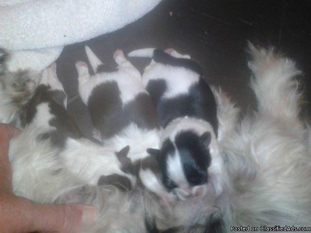 Full Blooded Shih Tzu Puppies Available November 15th