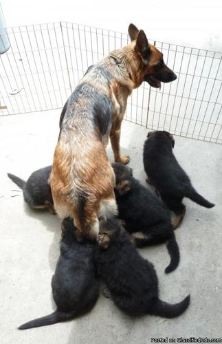 German Shepherd Puppies AKC - Price: $800.00