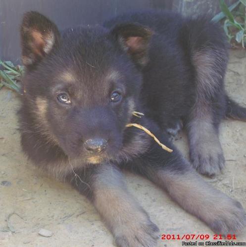 German Shepherd puppy - Price: 400.00