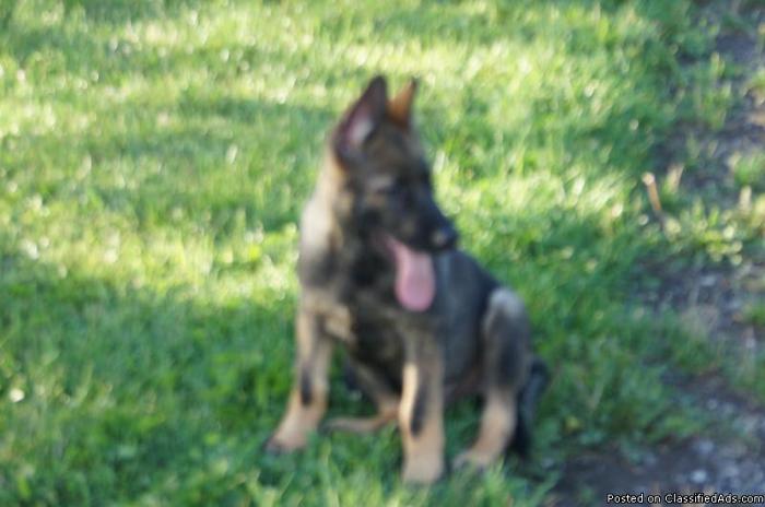 german shepherd,beautiful dark sable 5 month old female, - Price: $700.00