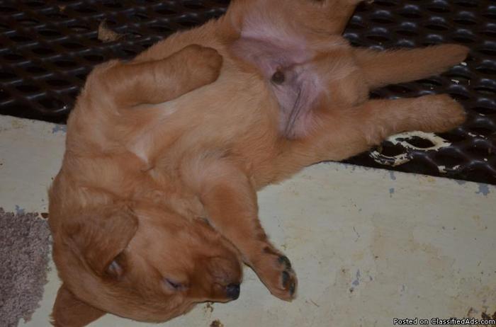 Golden Retriever pups for sale