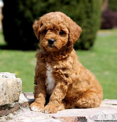 goldendoodle smaller size