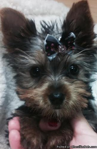 Gorgeous Little Yorkie Puppy!