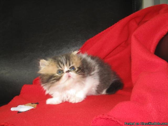 GORGEOUS PERSIAN - Kittens, CFA, 8 wks, Very loving - Price: 600.00