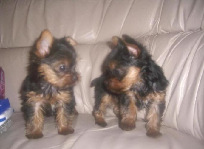 Gorgeous Tiny Yorkie Puppies For Sale