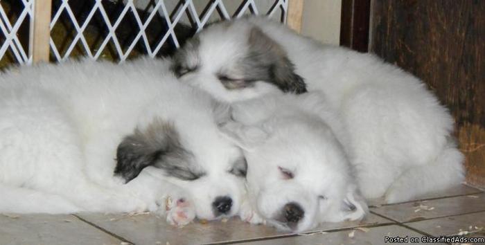 Great Pyrenees pups going fast - Price: $350