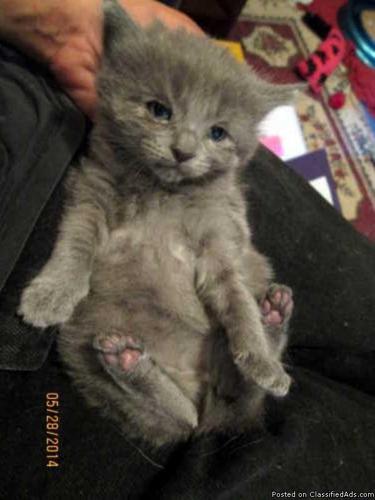 Grey Short Haired Kitten