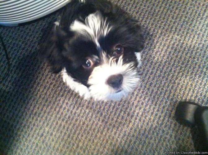 Havanese 12 Week Old Puppy - Moving unexpectedly cannot take - Price: 800.00