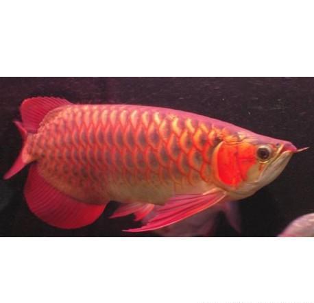 Healthy Chili Red Arowana fishes available for genuine buyers