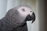 Healthy Congo African Grey for adoption (347 797 1793)