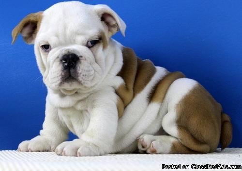 Healthy english bulldog puppies looking for a good home